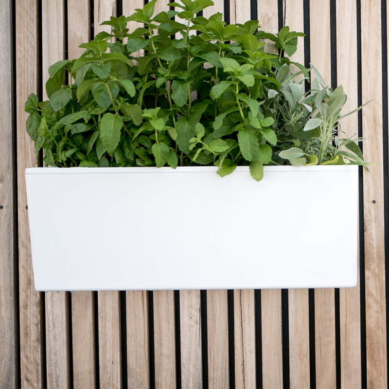 Symple Stuff Trotwood SelfWatering Plastic Wall Planter & Reviews